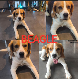 Photo de galerie - Garde chien