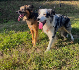 Photo de galerie - Garde chien