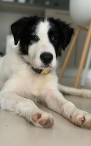 Photo de galerie - Chiot que j’ai gardé en famille d’accueil