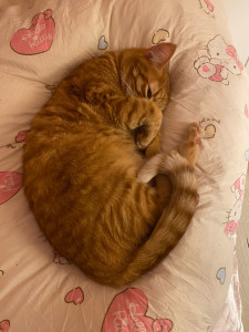 Photo de galerie - Garde chat 