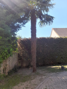 Photo de galerie - Taille de palmier 