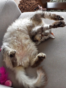 Photo de galerie - Garderie et nettoyage pour chats 