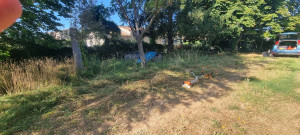 Photo de galerie - Tonte de pelouse - Débroussaillage
