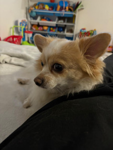 Photo de galerie - Garde chien