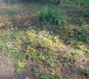 Photo de galerie - Entretien léger....