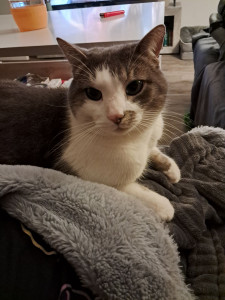 Photo de galerie - Onyx ?