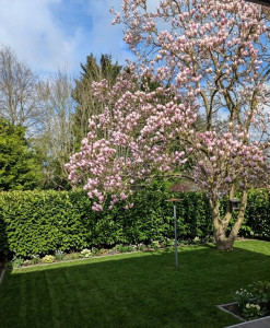 Photo de galerie - Taille de haies et d'arbustes