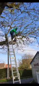 Photo de galerie - Arbre de tout auteur