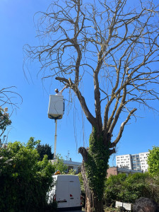 Photo de galerie -  Service. Élagage espace verts abattage etetage taille de haies et arbustes enlèvement de bois