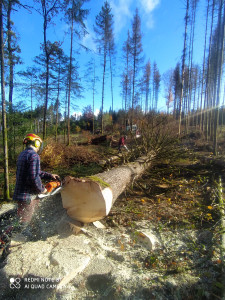 Photo de galerie - Elagage et coupe d'arbres