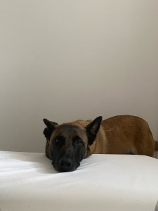 Photo de galerie - Elle attendait patiemment mon reveil pour faire sa promenade du matin 