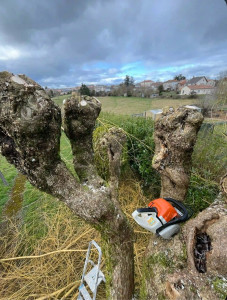Photo de galerie - Possibilité d’élagage , abattage d’arbre 