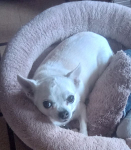 Photo de galerie - Garde chien