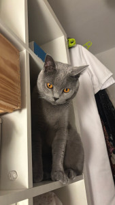 Photo de galerie - Garde des 2 frères pendant 1 mois en septembre 2025