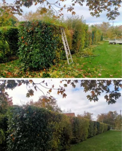 Photo de galerie - Taille de haies et d'arbustes