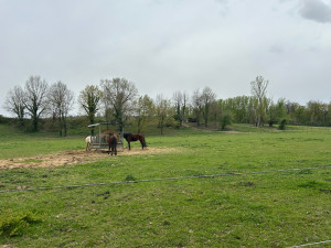 Photo de galerie - Près pour chevaux 