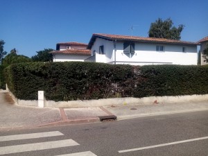 Photo de galerie - Taille de haies et d'arbustes