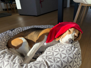 Photo de galerie - Vacances de Noël pour Pépita, femelle beagle