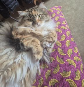 Photo de galerie - Je garde vos chats à votre domicile