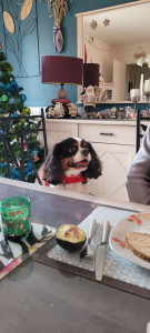 Photo de galerie - Garde chien 