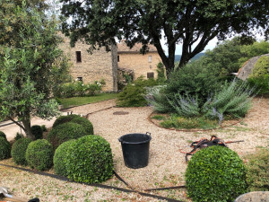 Photo de galerie - Entretient régulier : taille et ramassages de feuilles 