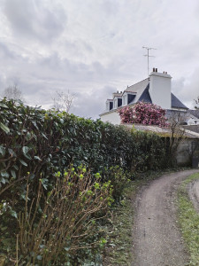 Photo de galerie - Taille de haie terminée !