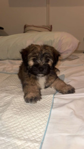 Photo de galerie - Garde animaux