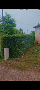 Photo de galerie - Taille de haies et d'arbustes