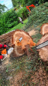 Photo de galerie - Elagage et coupe d'arbres