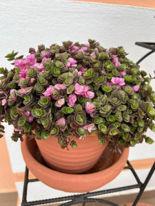 Photo de galerie - Mise en pot, rempotage, fleurissement de jardinière 
Nettoyage de tombes, de terrasse. 