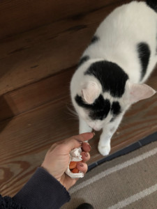 Photo de galerie - Garde chat