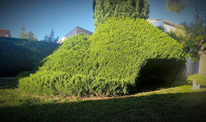 Photo de galerie - Juniperus, genévrier 