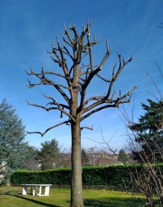 Photo de galerie - Elagage et coupe d'arbres