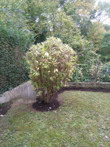 Photo de galerie - Paysagiste - Aménagement du jardin