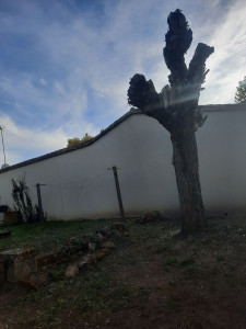 Photo de galerie - élagage 