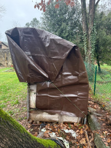 Photo de galerie - Elagage et coupe d'arbres