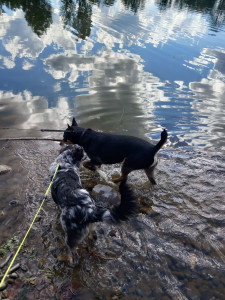 Photo de galerie - Balade avec Rex au lac