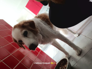 Photo de galerie - J'ai pu m'occuper de cette chienne en absence professionnelle de sa maîtresse que j'ai également de la chance d'effectuer le ménage chez elle 