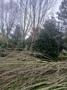 Photo de galerie - Bonjours j'ai effectuées un chantier Chez une dame J'ai fais de l'élagage, Ainsi coupe des repoussses.

