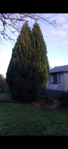 Photo de galerie - Coupe d’un IF de 6 mètre proche d’une habitation