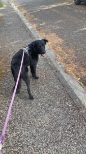 Photo de galerie - Promenade de Rocky