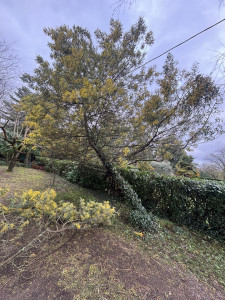 Photo de galerie - Elagage et coupe d'arbres