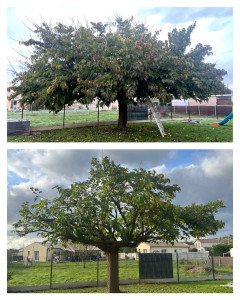 Photo de galerie - Entretien espace vert. taille-haie. élagage désherbage