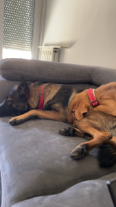 Photo de galerie - Garde de chien quotidienne de Angel et Diana 