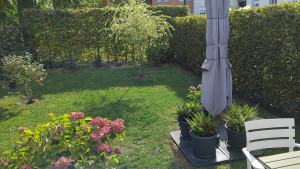 Photo de galerie - Taillage de haie + tondeuse + débrousailleuse contour arbuste