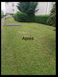Photo de galerie - Tonte de pelouse - Débroussaillage