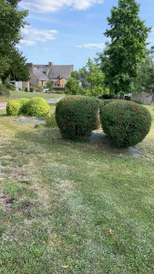 Photo de galerie - Taille de haie et d’arbuste 