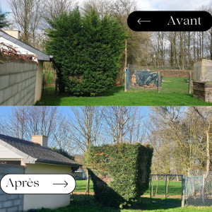 Photo de galerie - Taille de haies 