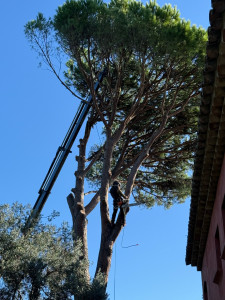 Photo de galerie - Démontage d’un pin parasol avec grue 