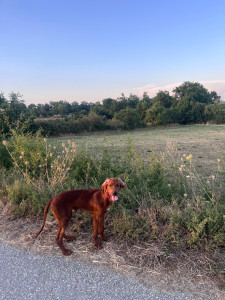 Photo de galerie - Garde animaux